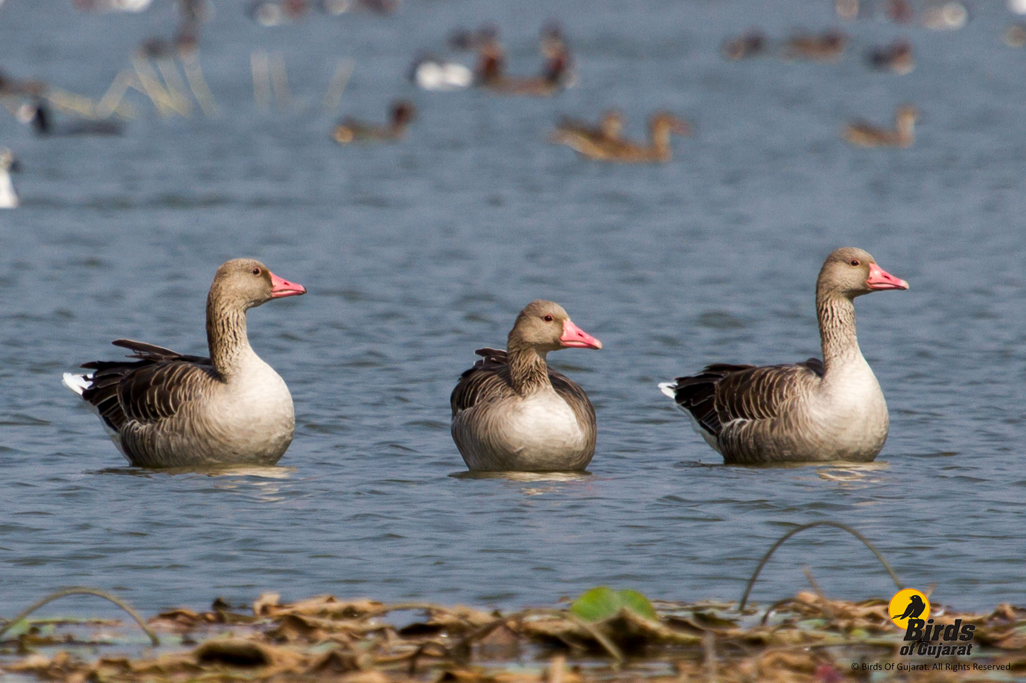 Greylag Goose