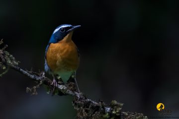 Indian Blue Robin