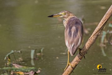 Indian Pond Heron