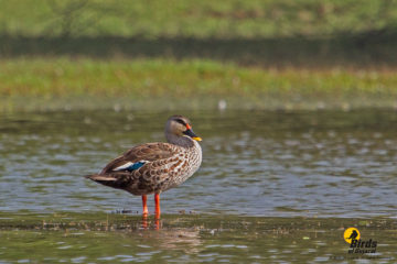 Indian Spot-billed Duck