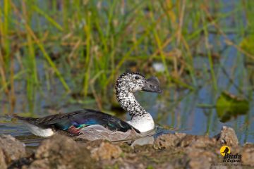 Knob-billed Duck