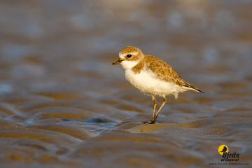 Lesser Sand Plover