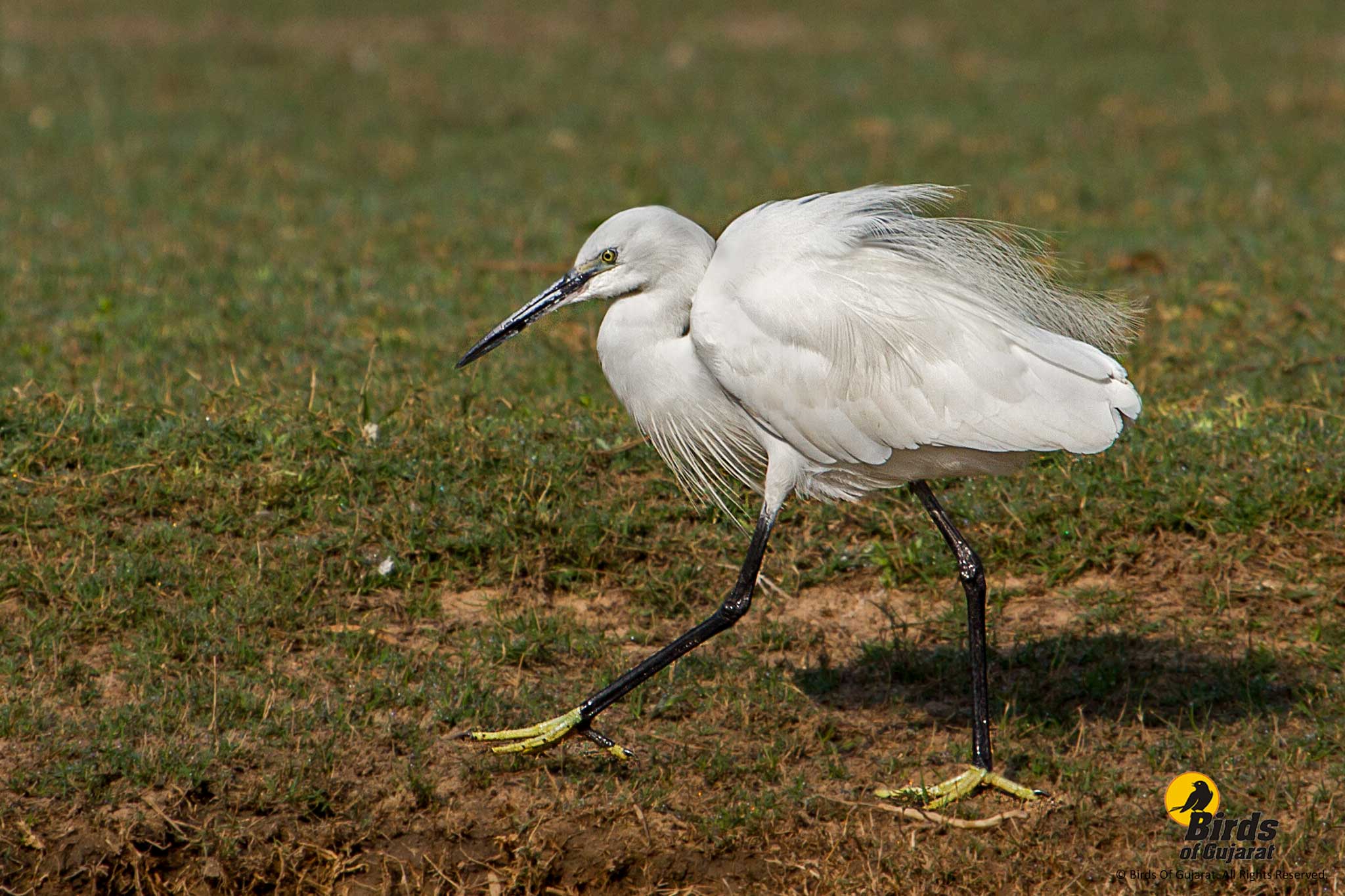 Little Egret