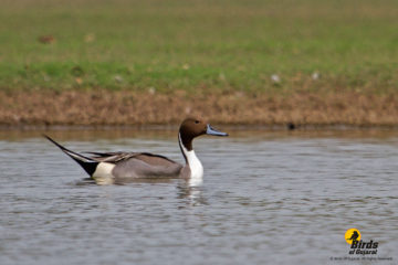 Northern Pintail