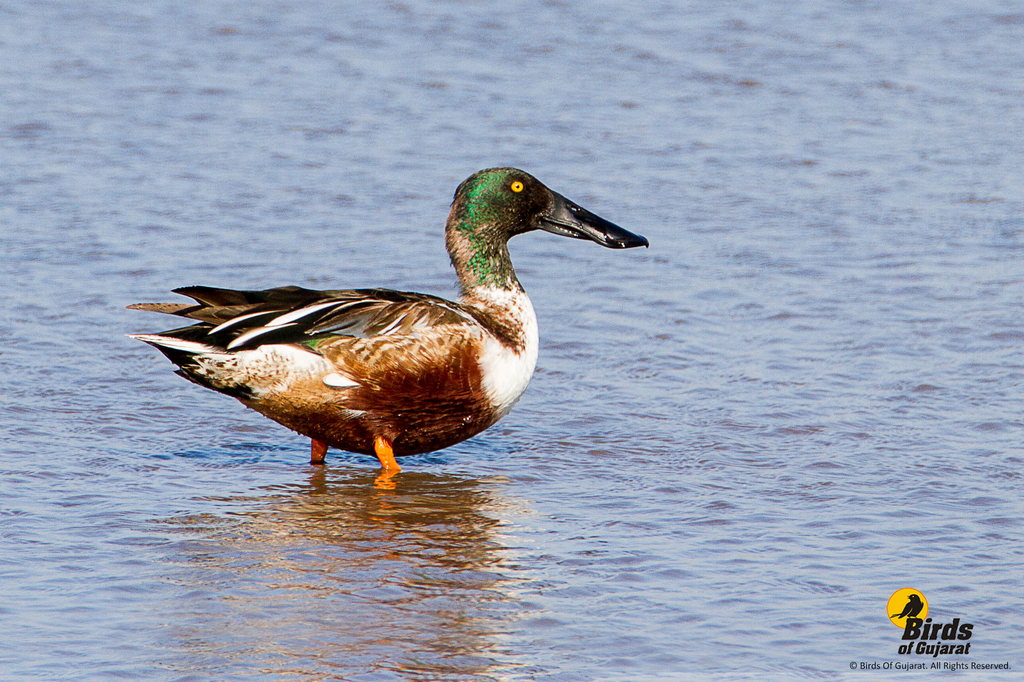 Northern Shoveler