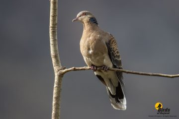 Oriental Turtle Dove