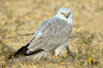 Pallid Harrier