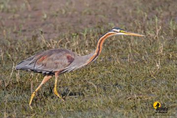 Purple Heron