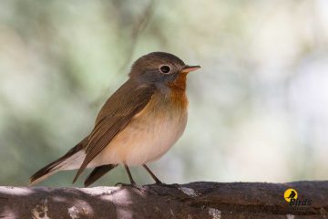 Red-breasted Flycatcher