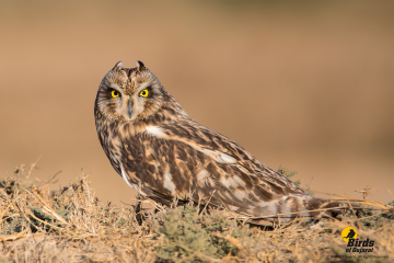 short-eared-owl