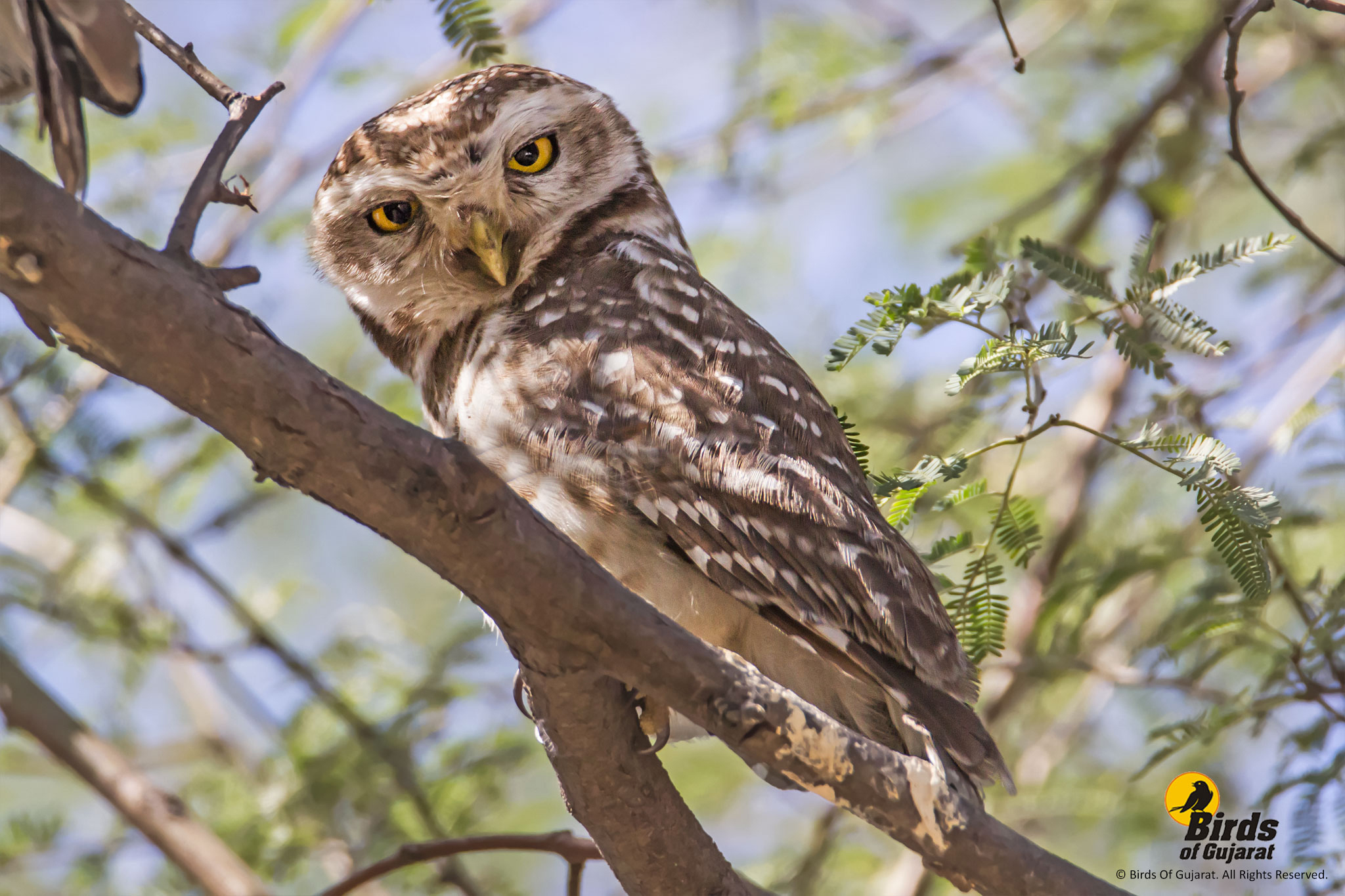 Spotted Owlet