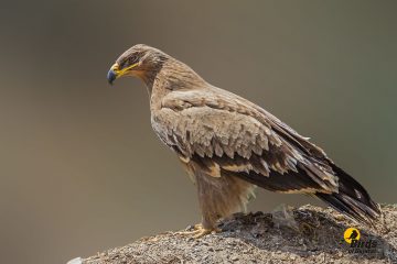 Steppe Eagle
