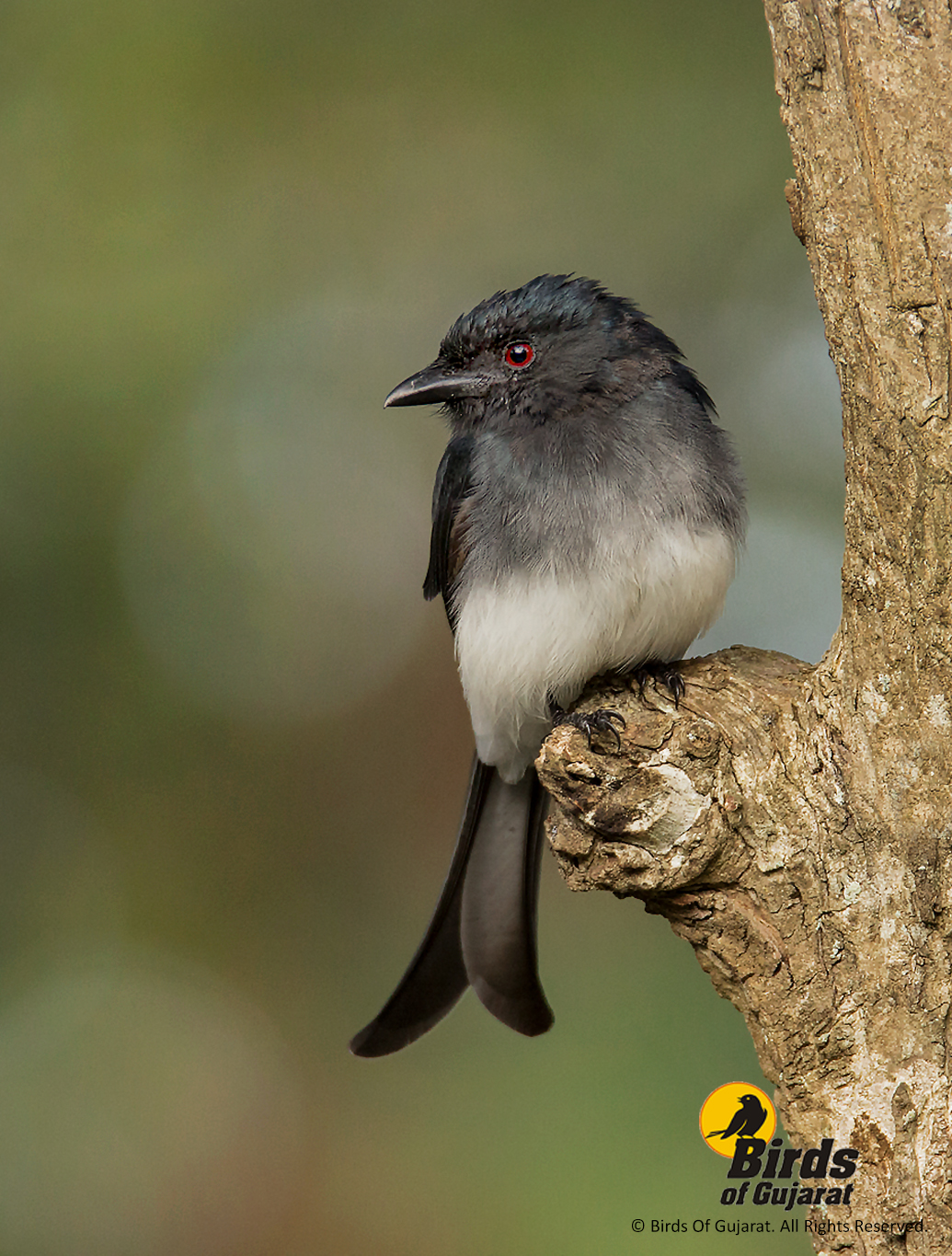 White-bellied Drongo