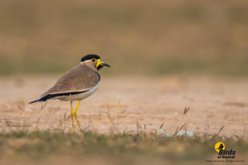 Yellow-wattled Lapwing